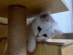 -关爱宠物医院·猫科中心·消化科(滨湖万达分院)