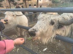 -长白岛森林公园