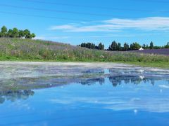 -紫颐香薰山谷景区
