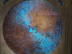 -上海昆虫博物馆