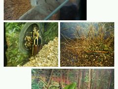 -上海大自然野生昆虫馆