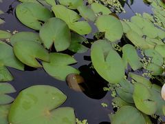 -活水公园