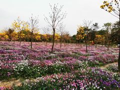 -天适樱花悠乐园