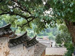-杨家堂村