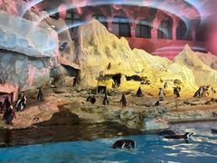 -帝企鹅自助餐厅•儿童岛•真企鹅(长隆企鹅酒店)