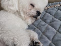 -利又安动物医院··老年病·猫科犬科·中兽医