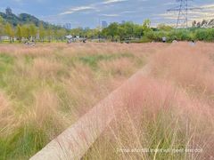 -王借岗森林公园