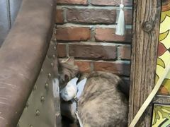 -宠颐生斯嘉宠物医院·急重症·心内科(谷阳北路分院)