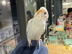 -怪兽屋·羊驼·猫咖·狗咖(俊华广场店)