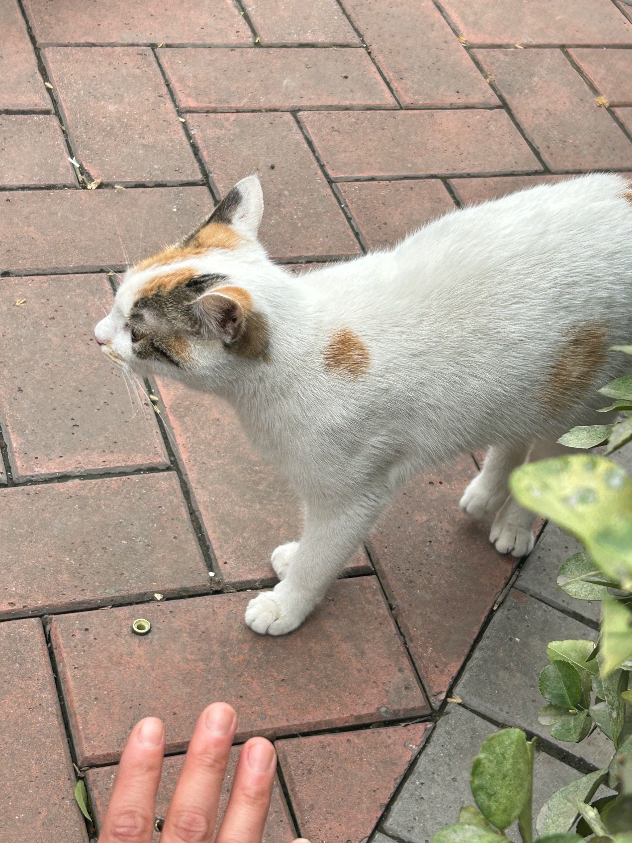 路边的流浪小猫咪