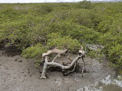 -北海金海湾红树林生态旅游区