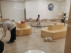 -瞄一喵猫咖(格力海岸店)