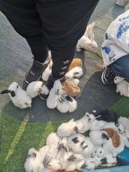 -萌宠亲子动物乐园(槐房万达店)