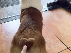 -more than meow吴止猫主题餐厅(承德 中船汇店)