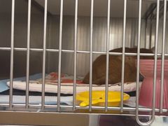 -瑞派康怡24h宠物医院·犬猫医疗中心·微创绝育(瑞景分院)
