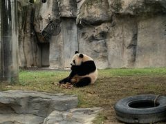 -上海野生动物园