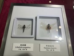 -上海昆虫博物馆