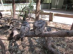 -费瑟代尔野生动物园