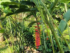 -中国科学院西双版纳热带植物园