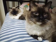 -佳雯宠物医院·皮肤科·内外科(春晓路分院)