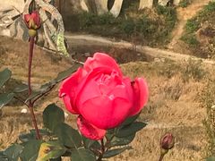 -都江堰玫瑰花溪谷