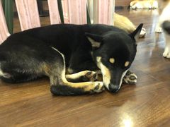 -柯斗斗主题餐厅·狗咖·围炉煮茶·茶饮(国瑞升平里店)