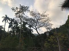 -海南热带雨林国家公园吊罗山景区