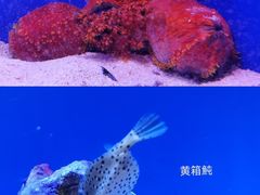 -上海海洋水族馆