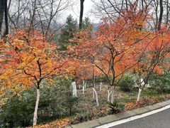 -南京老山国家森林公园