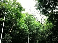 -火炉山森林公园