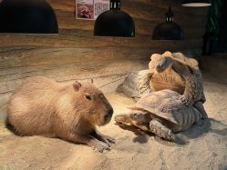 -Zoolung Zoolung动物主题公园(海信广场店)