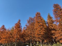 -小芝红树林