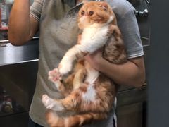 -PETKIT小佩宠物(昭化店)
