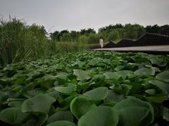 -灞河西岸滨河公园