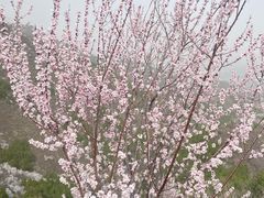-妙峰山风景名胜区