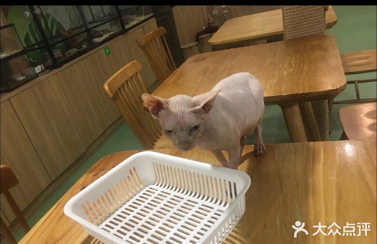 带孩子来体验一次宠物互动体验馆。