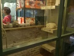 -猫咪博物馆(顶澳仔猫街店)