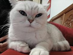 -宠物星动物医院·眼科·异宠·猫科(江南大道总院)