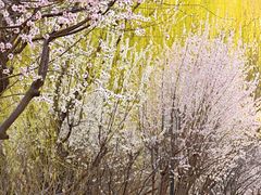 -桃花堤公园