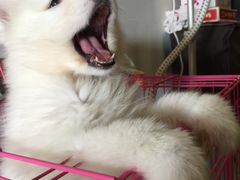 -翊宠yipet猫狗购宠庄园犬舍•猫舍