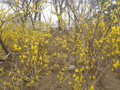 -大兴滨河森林公园