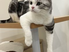 -有喵·猫咖·狗咖·30几只猫10只小狗(岗厦店)