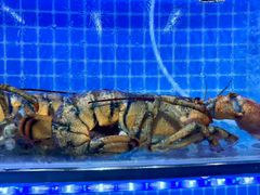 -前王院•巧克力海鲜市集餐厅(万平口店)