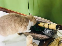 -猫亿天猫咖
