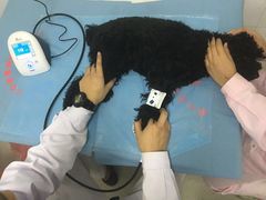 血压检测中-全心全意连锁动物医院(加州店)