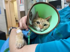 -瑞派天宁宠物医院·猫科·异宠中心