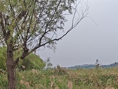 -绿堤公园