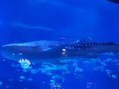 -烟台海昌鲸鲨海洋公园