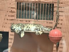 -青藏高原野生动物园