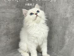 -小猫来了·猫舍(红山六九七九店)
